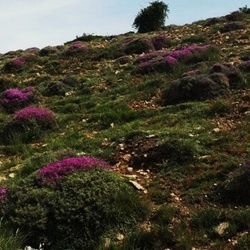 مساحت اراضی مرتعی**۸۲,۹۸۳,۵۵۰**هکتار