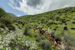 عکس‌های مرتع