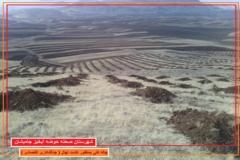 عکس‌های جنگل