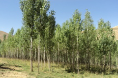 عکس‌های جنگل