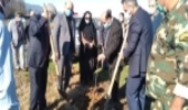  نهالکاری در راستای توسعه زراعت چوب در شهرستان چالوس