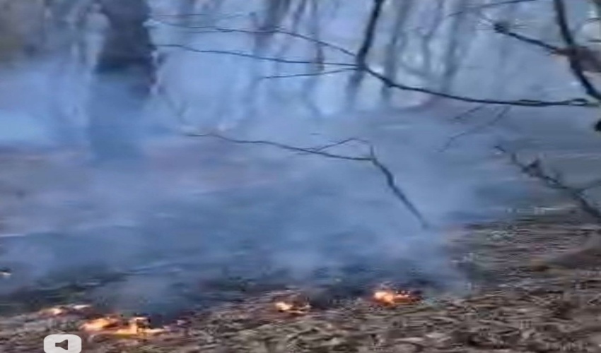 آتش‌سوزی سطحی در منطقه جنگلی مرس مهار شد / لاشبرگ‌ها طعمه حریق شدند