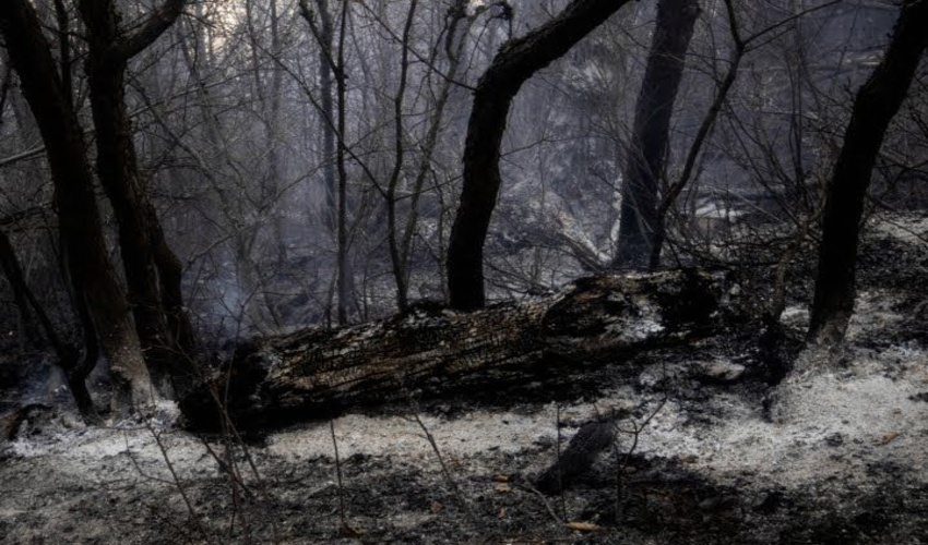 آتش‌سوزی در حاشیه مسیر جنگلی رامسر – جواهرده مهار شد