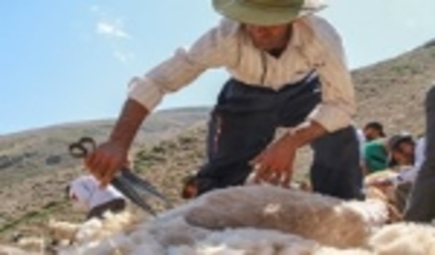  برينگا،عريانگاه گوسفندان / تصویری 