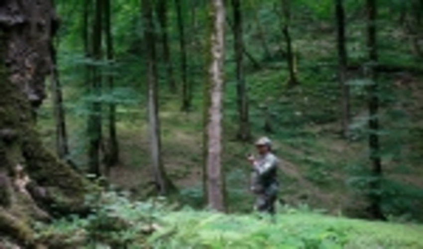 تصرف اراضی ملی و قاچاق چوب خط قرمز منابع طبیعی نوشهر است 