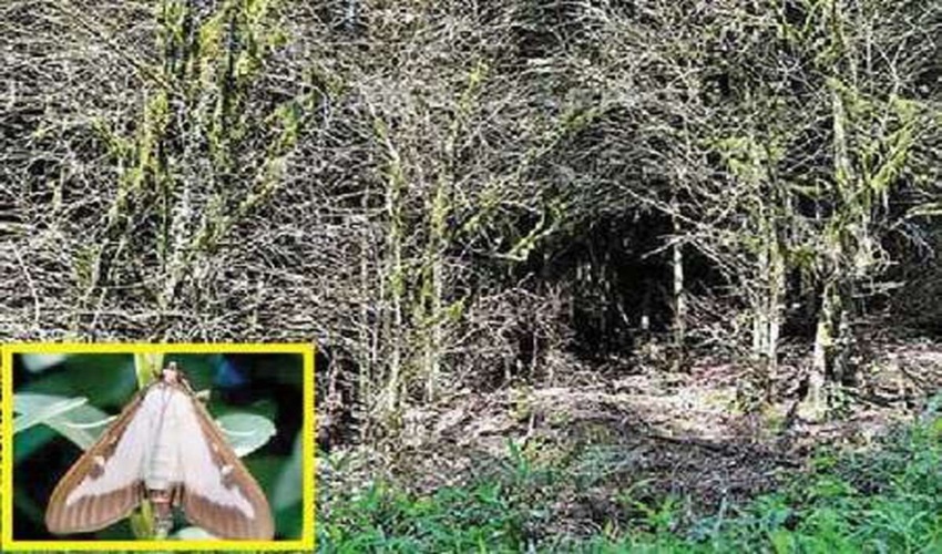 خداحافظی آفت شب‌پره شمشاد از عرصه‌های جنگلی غرب مازندران 