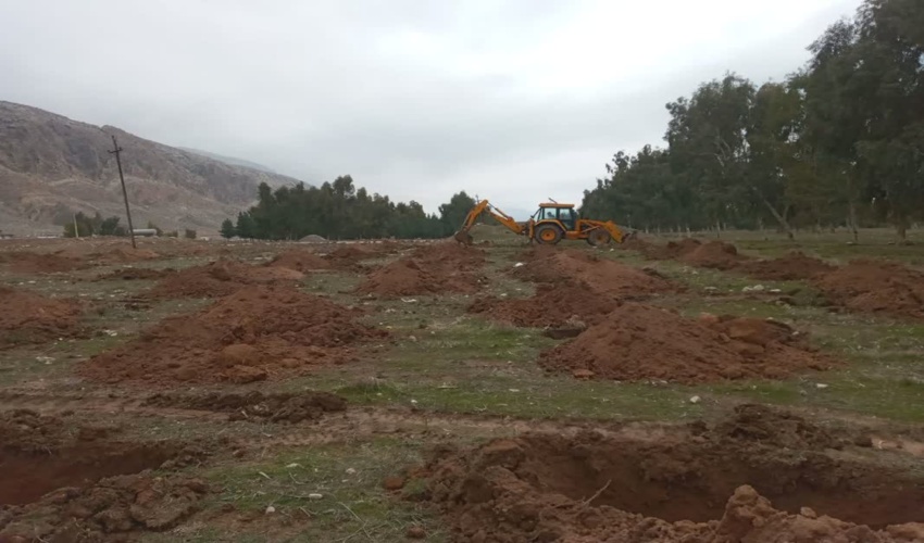  آخرین وضعیت آفات و بیماری‌ در جنگل‌ها: تقریبا تمام شمشادزارهای کشور بیمار هستند