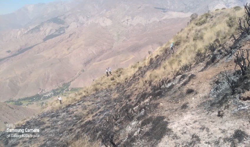 درختان خشکیده شمشاد در جنگل قطع می شود