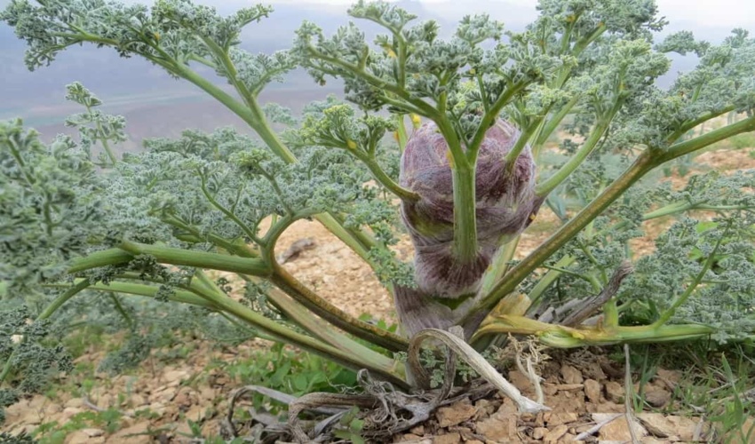 اجرای زراعت چوب در ۱۱۰ هکتار از عرصه های طبیعی غرب مازندران