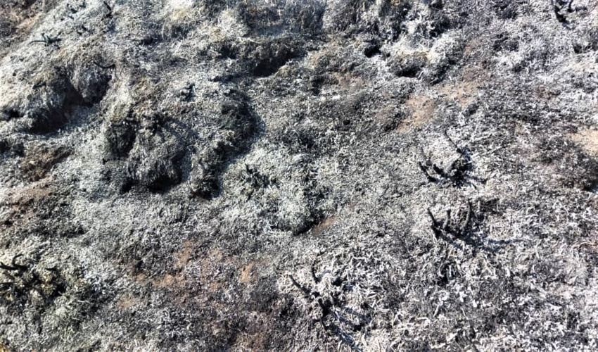 حدود یک هکتار از مراتع اشکور رامسر طعمه حریق شد