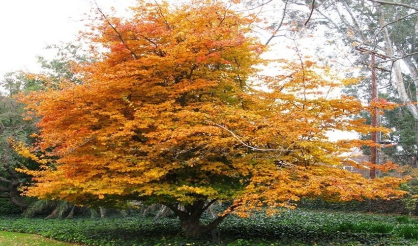 جنگل‌های شمال اطلس تمام‌نمای نقاشی الهی است