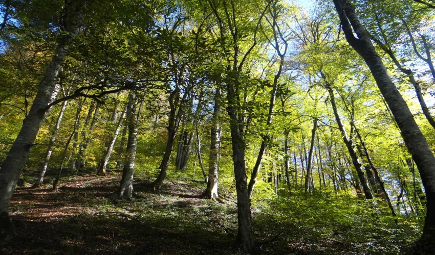 طرح جنگلداری اجتماعی در حال مطالعه است