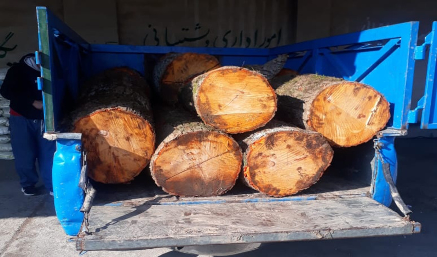 قاچاقچی حرفه ای چوب در نوشهر دستگیر شد 