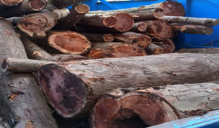 یک محموله چوب قاچاق" سُرخدار" کشف و ضبط شد