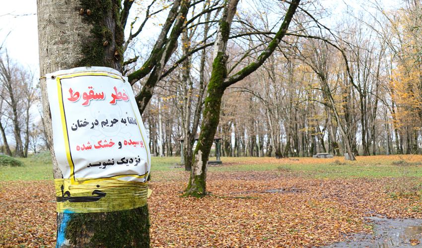 شناسایی بیش از یک صد اصله درخت خطر ساز در پارکهای غرب مازندران 