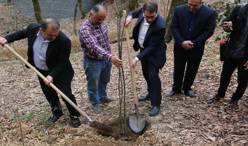 کاشت درخت به اقتصاد ملی ‌کمک می کند