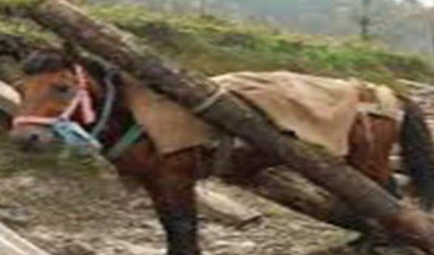 توقیف اسب‌های حامل چوب‌آلات جنگلی قاچاق در شهرستان نوشهر