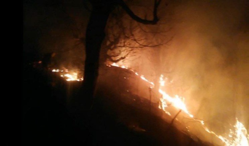 وقوع حریق در جنگل‌های هیرکانی