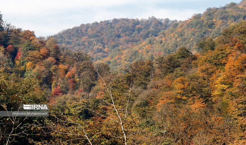 شناسایی همه نیازهای جنگل با اجرای طرح مدیریت پایدار