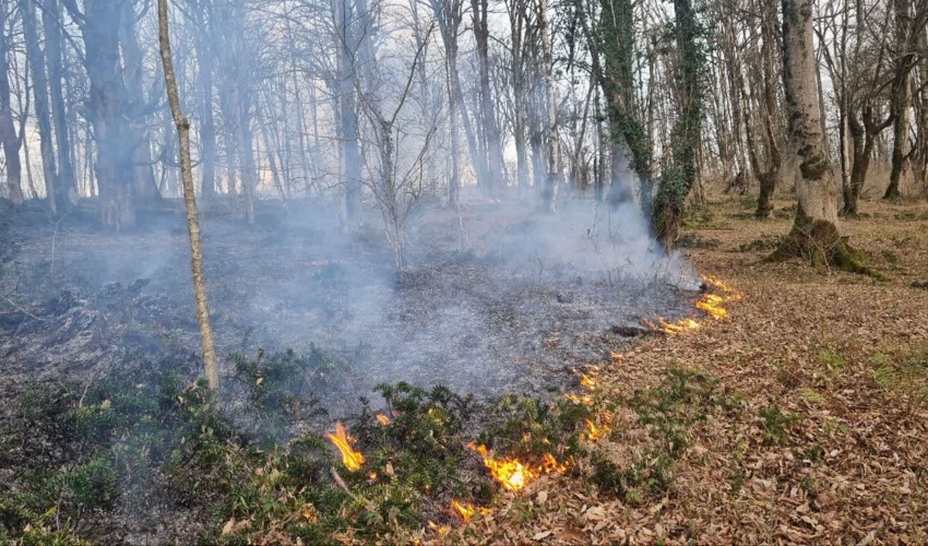 بخشی از جنگل نوشهر آتش گرفت