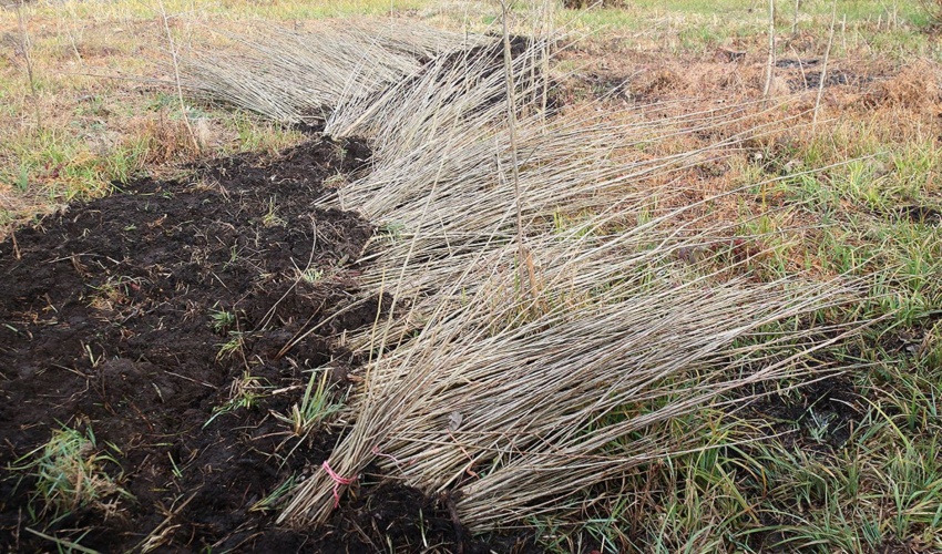 به مناسبت سالروز پیروزی انقلاب اسلامی؛ توزیع 45 هزار اصله نهال رایگان در غرب مازندران