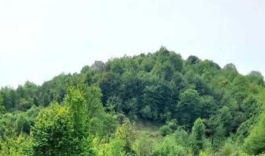 جلوگیری از تصرف اراضی ملی در جنگل سلیم‌آباد تنکابن