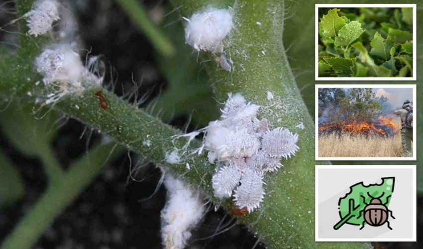 مدیرکل دفتر حفاظت و حمایت سازمان منابع طبیعی و آبخیزداری کشور خبر داد: کنترل آفات، بیماری‌ها و اطفای حریق در اولویت سازمان منابع طبیعی و آبخیزداری کشو