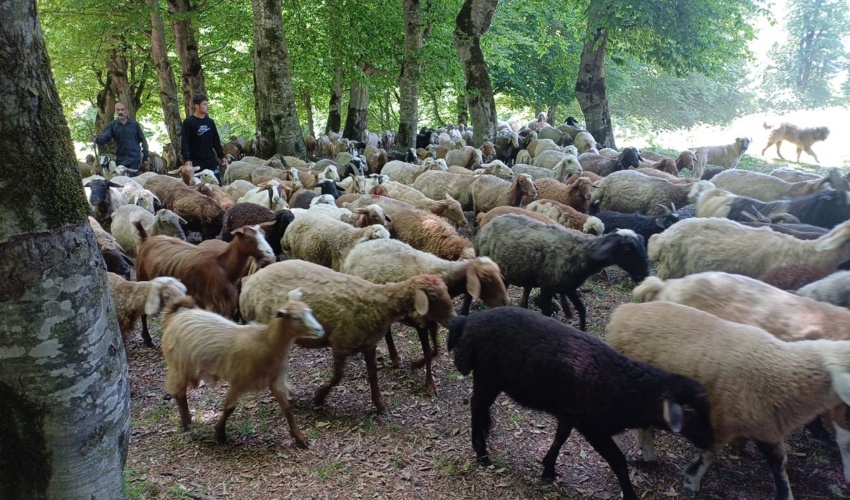 مراسم قرق شكني در مراتع مازندران برگزار شد