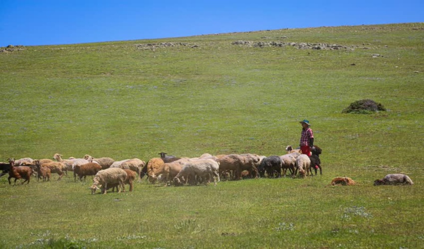 اطلاعیه برای مرتع داران مازندران