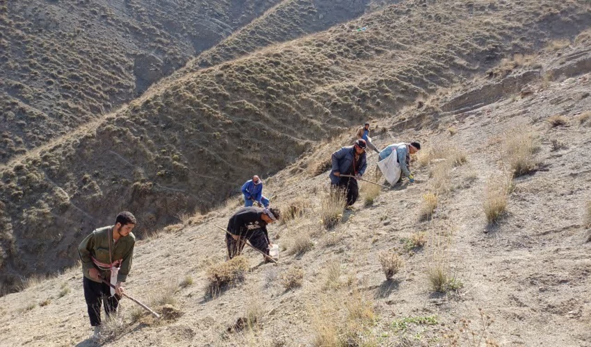 عملیات بیولوژیک کپه کاری در مرتع لشی چال دونا 