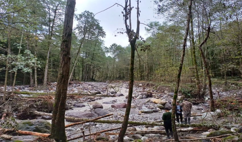 نگرانی‌ها از ریشه‌کنی درختان در مرزن‌آباد/منابع طبیعی:برای جلوگیری از سیلاب درخت قطع کردیم