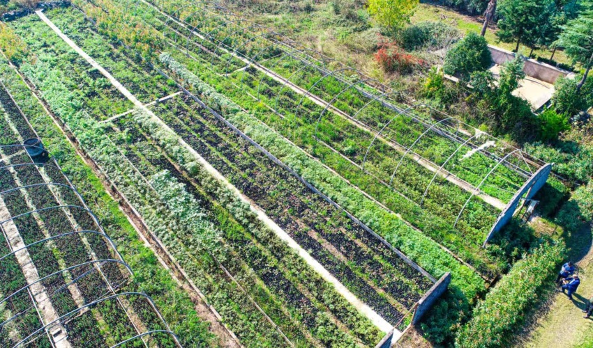 تولید نهال در نهالستان های غرب مازندران+ عکس