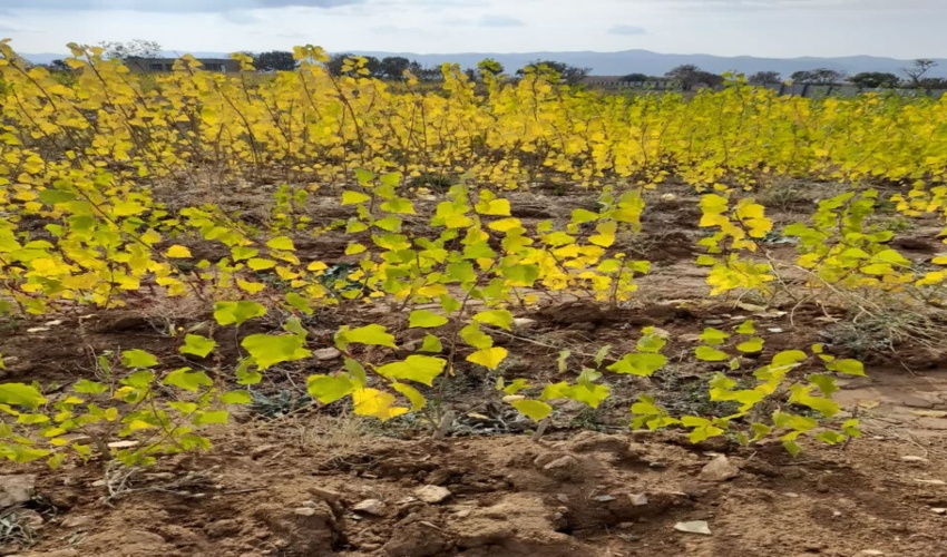 اجرای زراعت چوب در ۷۹۶ هکتار از اراضی استان طی سال‌های اخیر