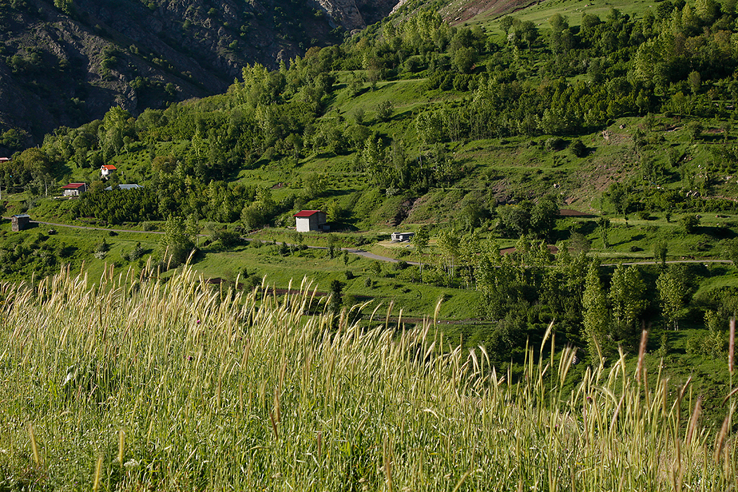 پاکسازی محیط جنگلی 